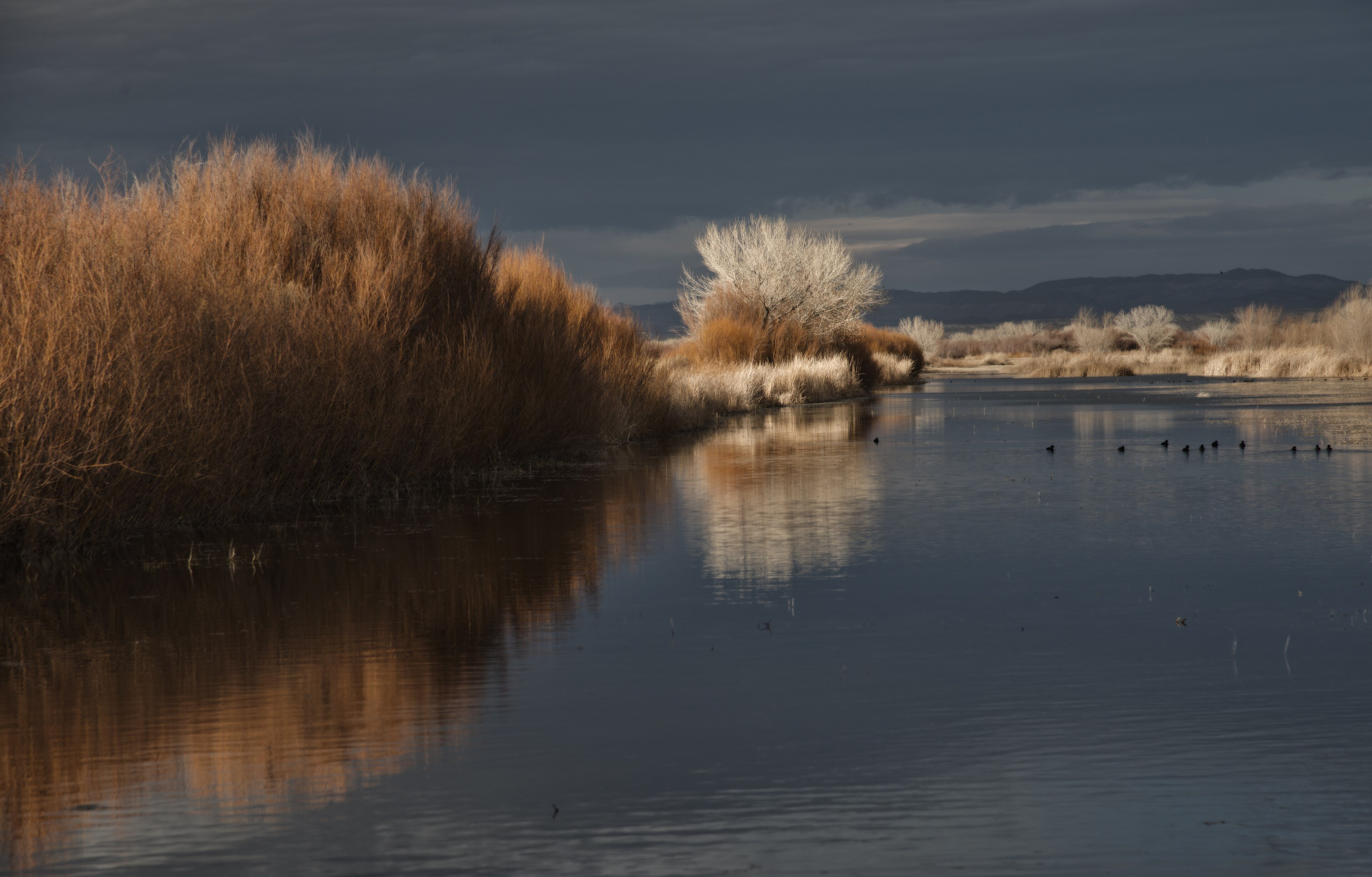 Late afternoon light over the Rio Grande bosque in New Mexico, with golden grasses and cottonwoods reflected in still water.